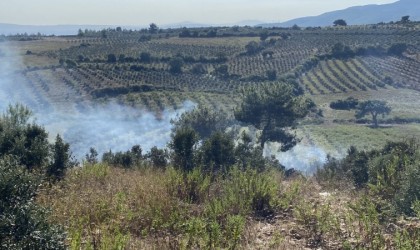 Osmaniyede otluk alanda başlayan yangın zeytin ağaçlarına sıçradı