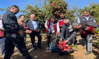 Şanlıurfada üretilen Hicaz Narı dünyaya ihraç ediliyor