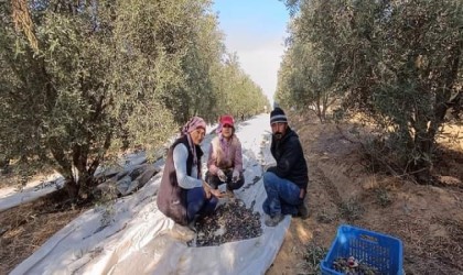 Sarıgölde zeytin hasadına başlandı