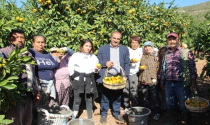 Satsuma mandalinanın ihracat yolculuğu 18 Ekimde başlıyor