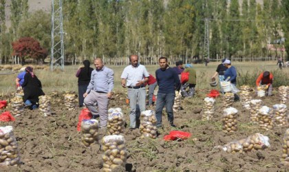 Sivaslı patates üreticisi aracıları ortadan kaldırdı, kendi üretip kendi satıyor