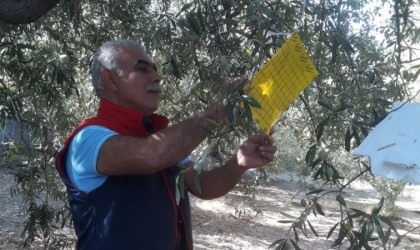 Sökede zeytin sineği tuzağı kontrolleri sürüyor