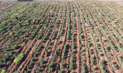 Susuz yetişen domateste mevsim normallerinin üstündeki sıcaklarda hasat sürüyor