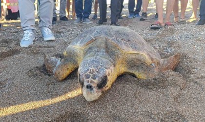 Tedavileri tamamlanan 2 caretta caretta denize bırakıldı