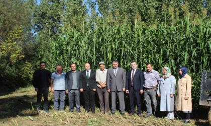 Tokatta ilk kez ekilen sorgum sudan otu melezi ekonomiye katkı sağlayacak