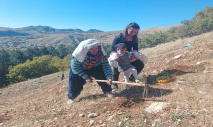 Tuncelide bin meşe palamudu toprakla buluşturuldu