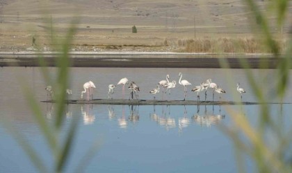 Ulaş Gölünde flamingo sürprizi, kuraklıkla boğuşan göl renklendi