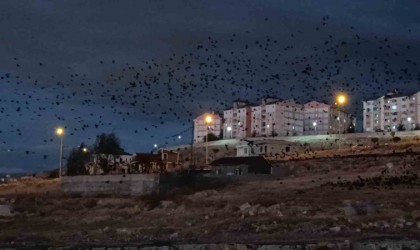 Vanda binlerce karga gökyüzünü kapladı