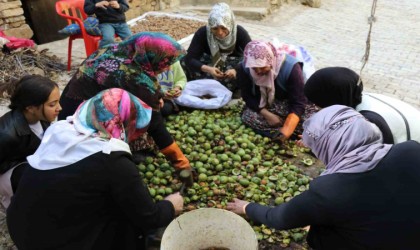 Vanda ceviz hasadı uzun sırıklarla yapılıyor