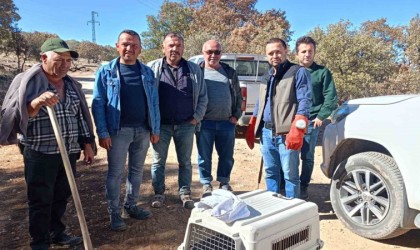 Yaralı halde bulunan hayvanlar koruma altına alındı