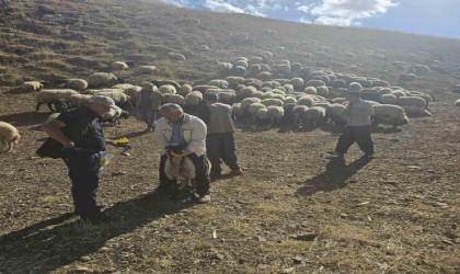 Yüksekovada küçükbaş hayvanlara aşılama ve küpeleme çalışması