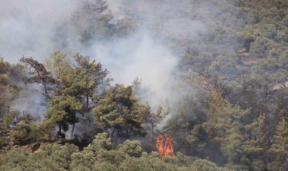 Zeytinlik yangının şüphelisi yakalandı