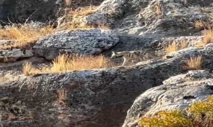 Adıyamanda çizgili sırtlan görüldü