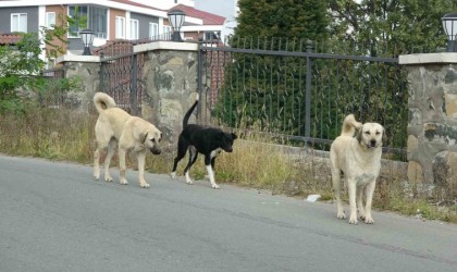 Altınorduda sokak köpekleri dehşeti: Bir kişi bacaklarından yaralandı