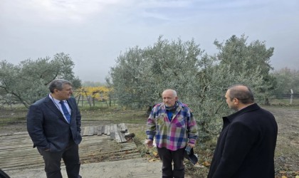 Asırlık zeytin ağaçları coğrafi işaretle tescillenecek