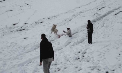 Ayderde karda kayanlarla oynayan köpek renkli görüntüler oluşturdu