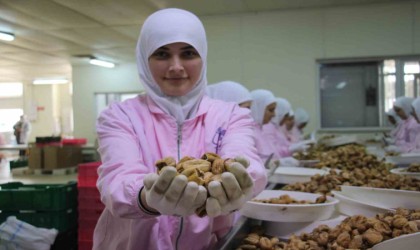 Aydının kuru inciri 100den fazla ülkede ağızları tatlandırıyor