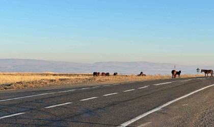 Başıboş atlar tehlike saçıyor