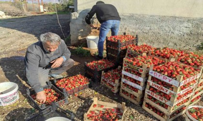 Batmanda 3 mevsim üretimi devam eden organik çilekte yılın son hasadı başladı