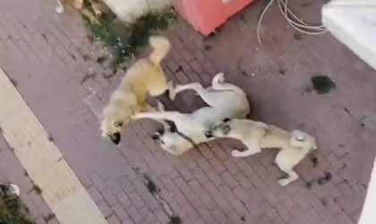 Bilecikte vatandaşlar sahipsiz köpek korkusundan sokağa çıkamıyor