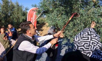 Bilecikte zeytin hasadı mesaisi başladı