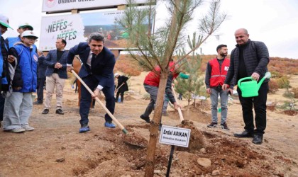 Bingölde binlerce fidan, toprak ile buluştu