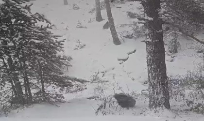 Boluda kış uykusuna yatmayan ayılar kameraya yansıdı