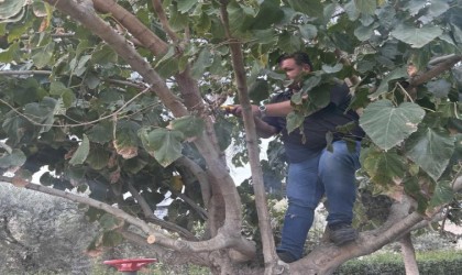 Buharkentte ağaçlara kış bakımı