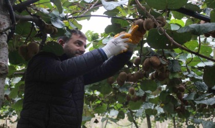 Çarşamba Ovasında kivi hasadına başlandı