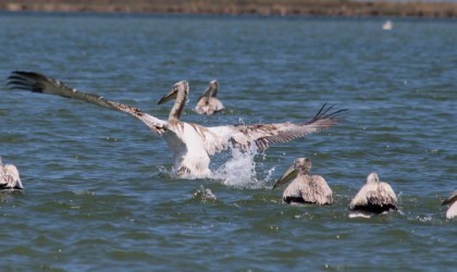 EKODOS Azap Gölünün şansı, tepeli pelikanlara dikkat çekti