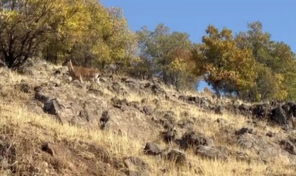 Elazığda dağ keçileri görüldü