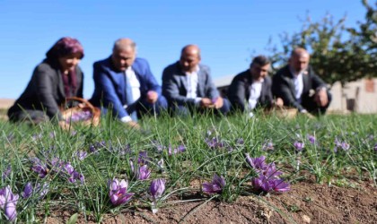 Elazığda safran bitkisi hasadı başladı