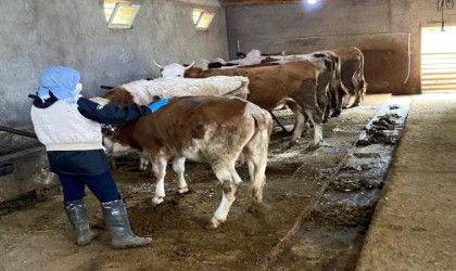 Erzincanda büyükbaş hayvanlar şap hastalığına karşı aşılanıyor