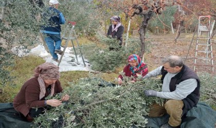 Eskişehirde çiftçiler dönümden 2 ton zeytin aldı, yüzleri güldü