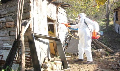 Giresun Belediyesinden kahverengi kokarcayla mücadele