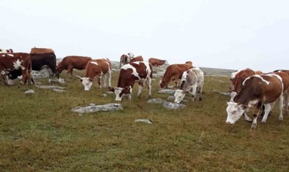 Hayvan hırsızları, jandarmanın takibiyle yakalandı