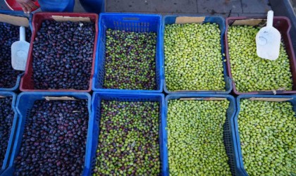 Kiliste yerli sofralık zeytin tezgahlarda yerini aldı