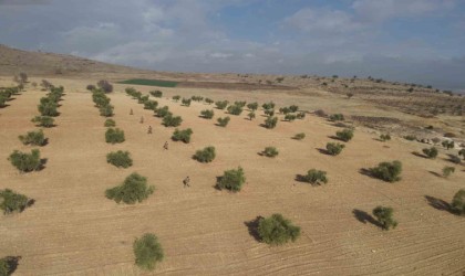 Kiliste zeytin bahçeleri jandarmaya emanet