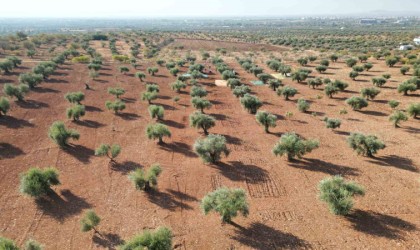 Kiliste zeytin hasadı başladı