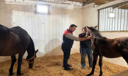 Kırklarelinde safkan atlar aşılandı