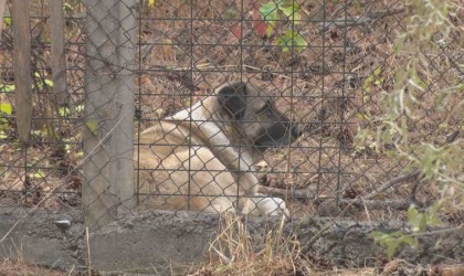 Köpeklerin saldırısına uğrayan akademisyenin mahallesinde tedirginlik