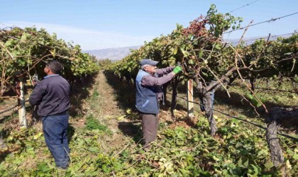 Manisanın bağlarında hasat devam ederken budama çalışmaları da başladı