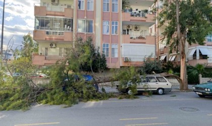 Mersinde fırtına ağaçlar devrildi, araçlar zarar gördü camlar kırıldı