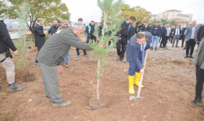 Milli Ağaçlandırma Gününde Cizrede fidanlar toprakla buluştu