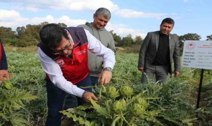 Muğlada hedef 12 ay Enginar üretimi