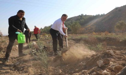 Nizip Belediyesi, bin adet zeytin fidesi dikti