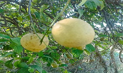 Ortacada limon ve greyfurt bahçelerinde incelemelerde bulunuldu