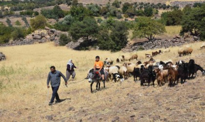 Şahinbey Belediyesinin destekleri ile hayvan yetiştiriciliği arttı