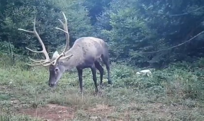 Samanlı Dağlarına salınan kızıl geyikler fotokapanlara yansıdı