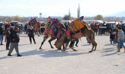 Saruhanlıda deve güreşleri festivaline büyük ilgi